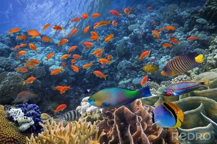 Fototapete Korallenriff und regenbogenfarbene Fische