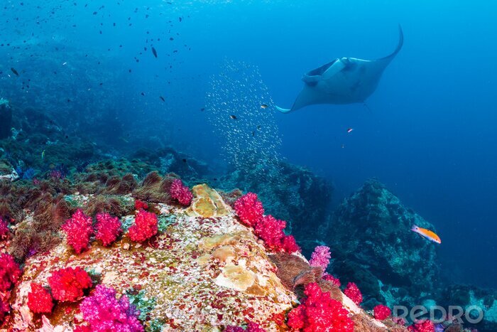 Fototapete Korallenriff und Rochen