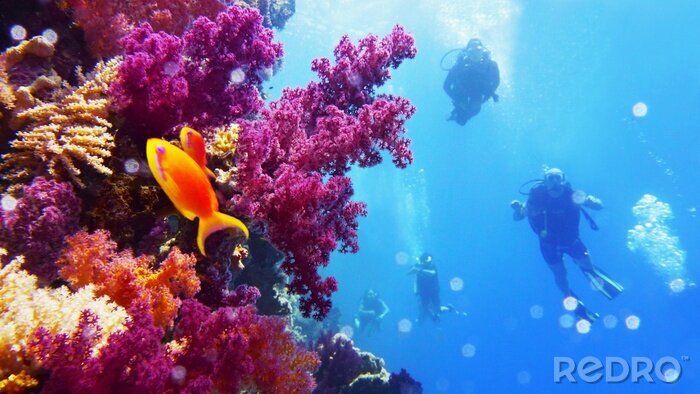 Fototapete Korallenriff und Taucher