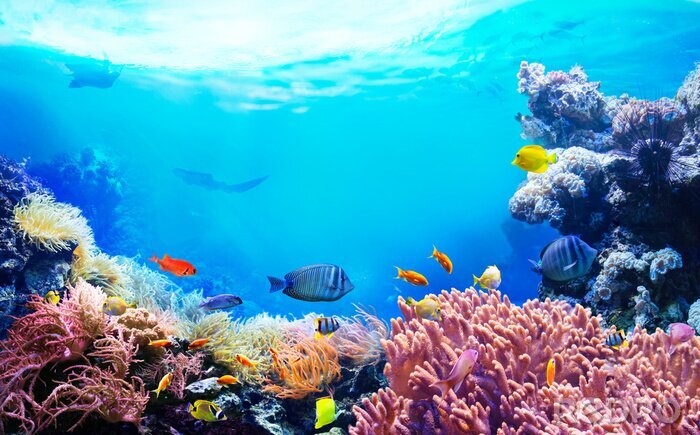 Fototapete Korallenriff und tropische Fische