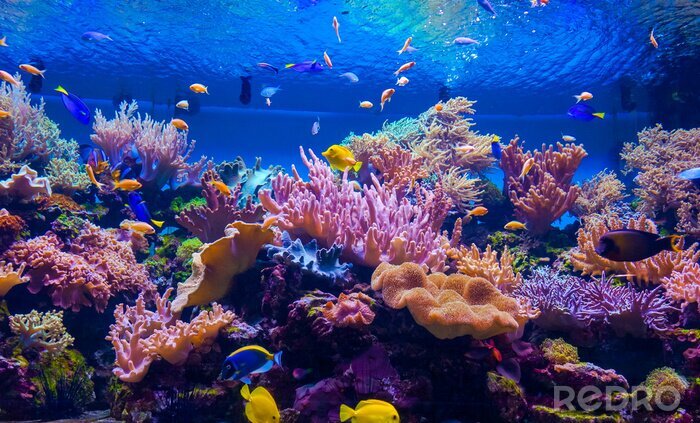 Fototapete Korallenriff und tropische Fische