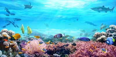 Fototapete Korallenriff und Wassertiere