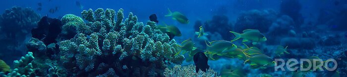 Fototapete Korallenriffpanorama