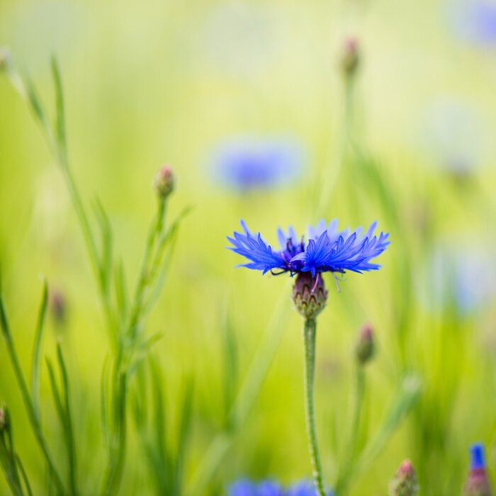 Fototapete Kornblume unter Natur