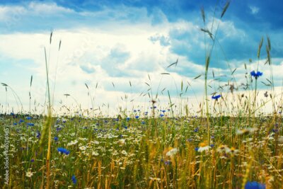 Fototapete Kornblumen und Gänseblümchen auf einem Feld
