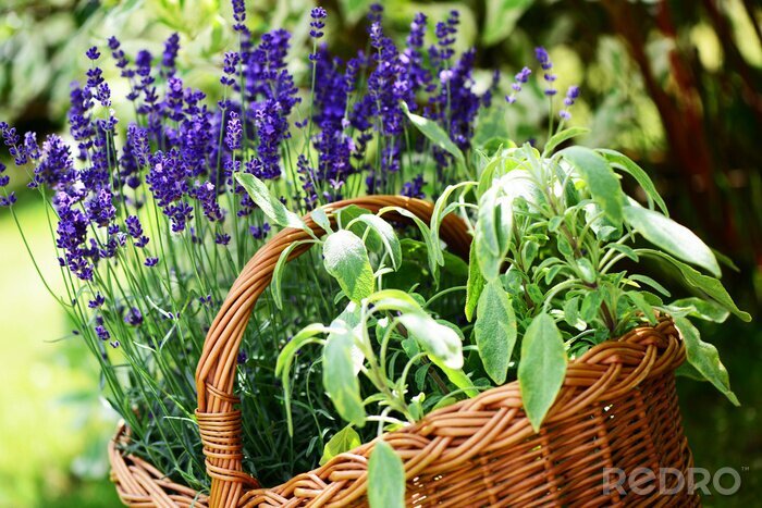 Fototapete Kräuter und Lavendel im Korb