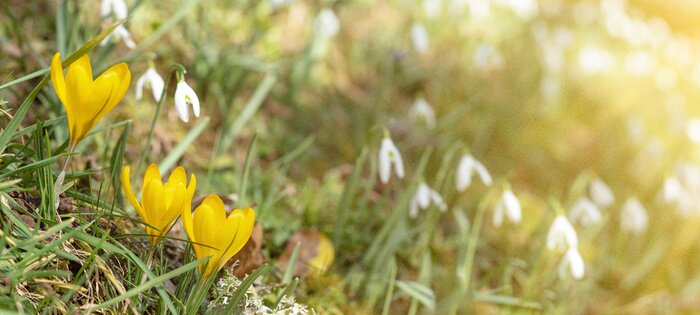 Fototapete Krokusse auf der Wiese