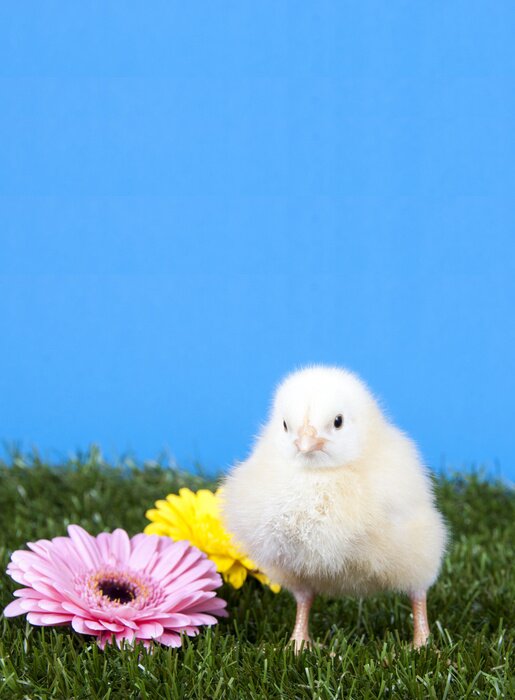 Fototapete Küken auf einer Wiese mit Blumen