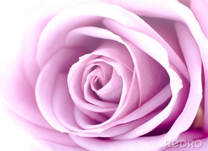 Fototapete Künstlerische Makrofotografie einer Rose