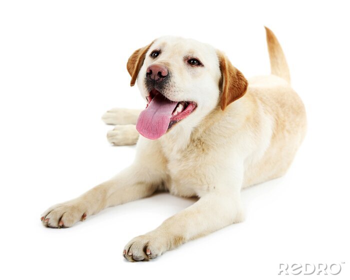Fototapete Labrador mit hängender Zunge
