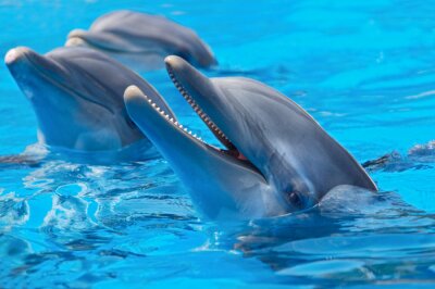 Lächelnder Delfin