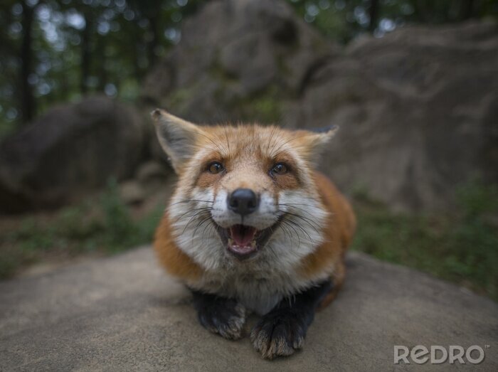 Fototapete lächelnder Fuchs auf dem Stein