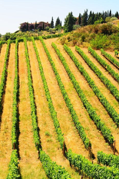Fototapete Ländliche Felder von Toskana
