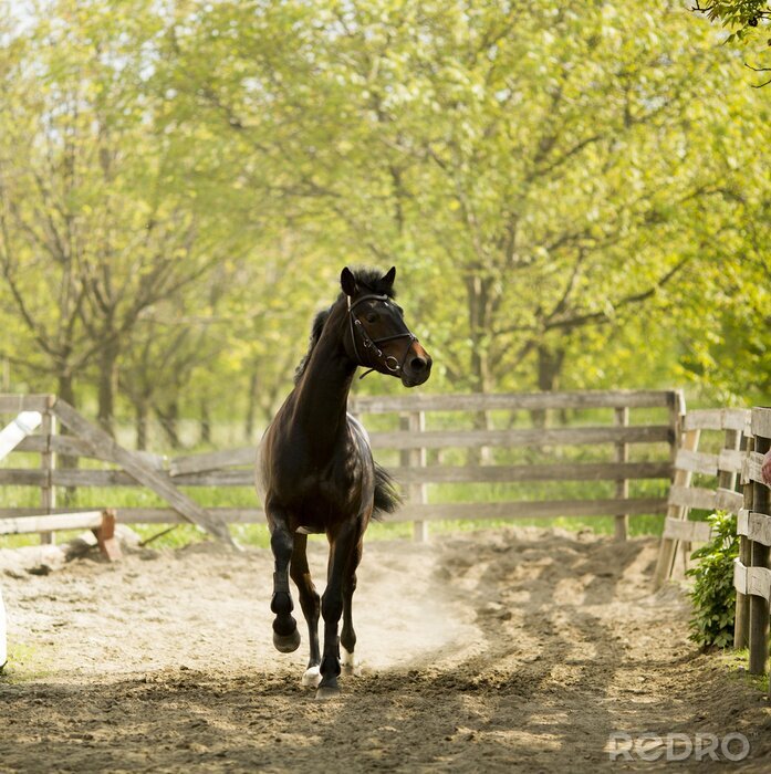 Fototapete Ländliche landschaft mit laufendem pferd