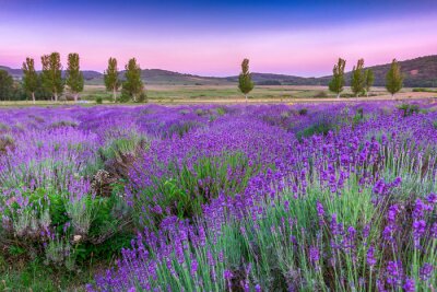 Ländliche Landschaft mit Lavendel