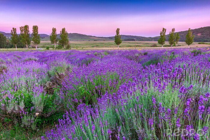 Fototapete Ländliche Landschaft mit Lavendel