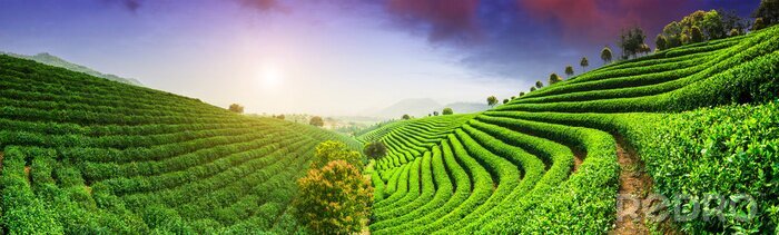 Fototapete Landschaft Asien und Teeplantage