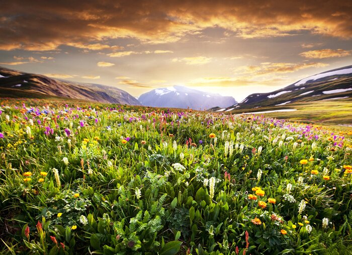 Fototapete Landschaft der Bergwiesen