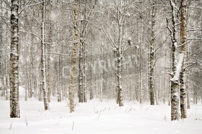 Fototapete Landschaft der Birken im Schnee