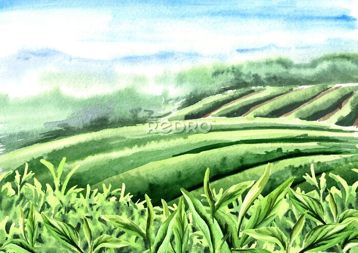 Fototapete Landschaft der Teeplantage. Teeblätter. Hand gezeichnete Aquarellillustration