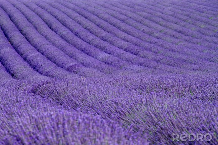 Fototapete Landschaft mit angebautem Lavendel