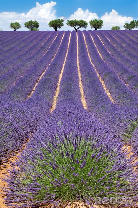 Fototapete Landschaft mit blühendem Lavendel