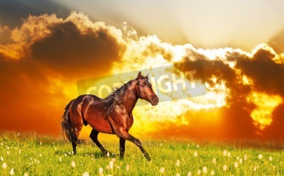 Fototapete Landschaft mit einem pferd und sonnenuntergang