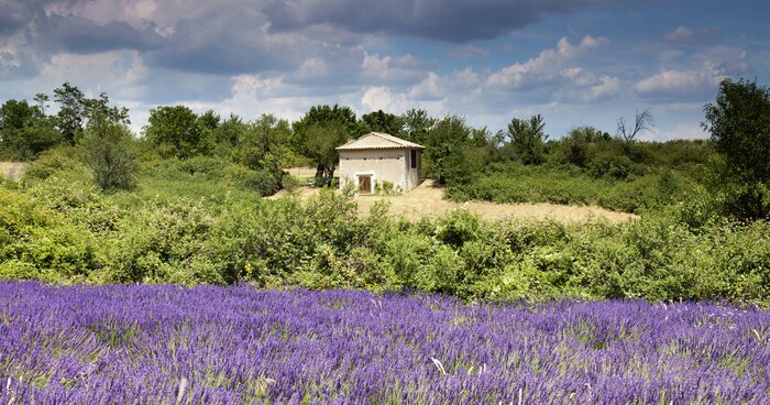 Fototapete Landschaft mit Gebäude und Lavendel