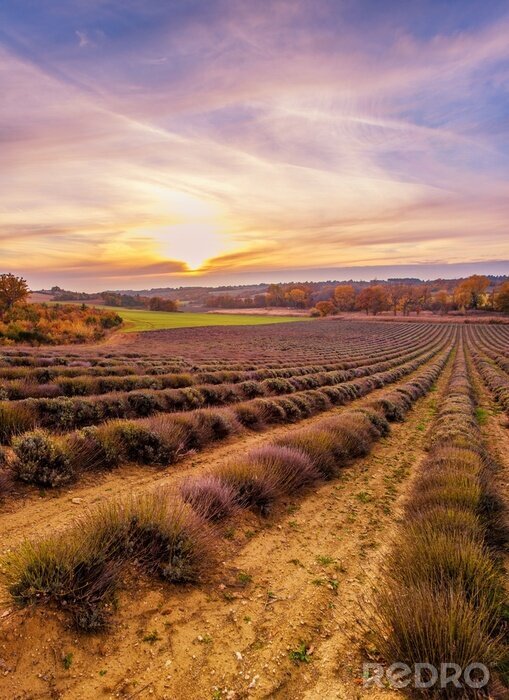 Fototapete Landschaft mit Himmel und Lavendel