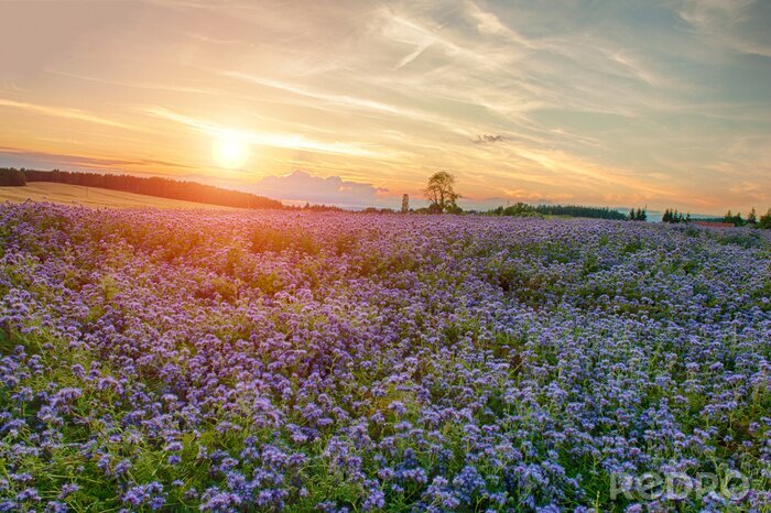 Fototapete Landschaft mit Lavendel