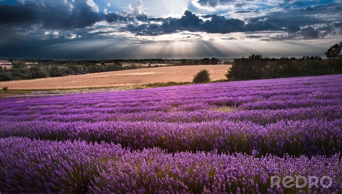 Fototapete Landschaft mit Lavendel und einem schönen Himmel