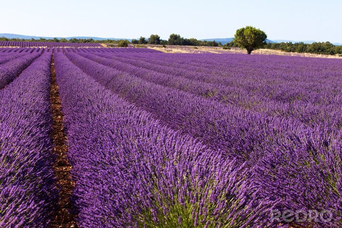 Fototapete Landschaft mit Lavendelfeld