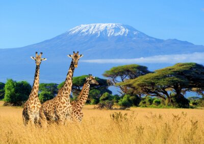 Fototapete Landschaft mit Tieren in Kenia