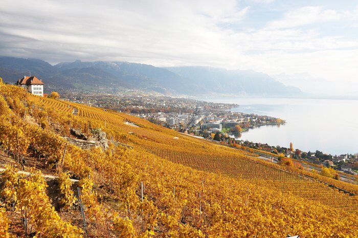 Fototapete Landschaft mit Weinberg an einem Hang