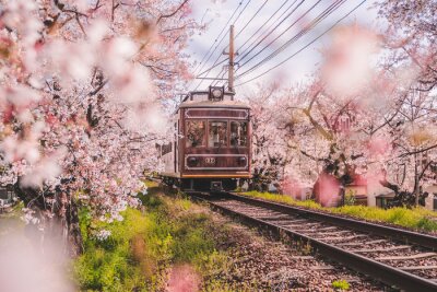 Fototapete Landschaft mit Zug und blühender Kirschblüte in Kyoto