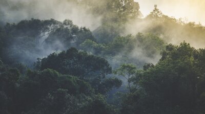 Fototapete Landschaft tropischer Regenwälder im Nebel