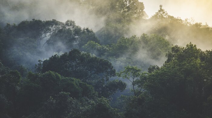 Fototapete Landschaft tropischer Regenwälder im Nebel