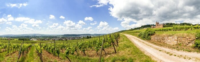 Fototapete Landschaft vom Traubenfeld