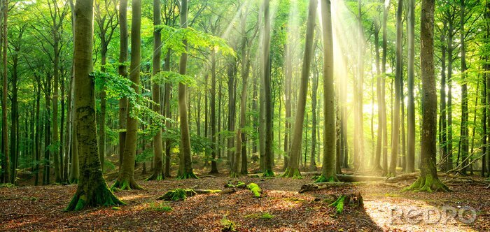 Fototapete Landschaft von Sonnenstrahlen beleuchteter Wald