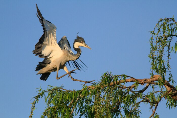 Fototapete Landung in einem Baum