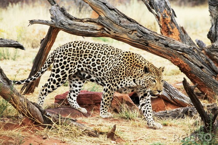Fototapete Lauernder Leopard
