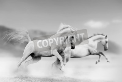 Fototapete Laufende pferde in schwarz-weiß