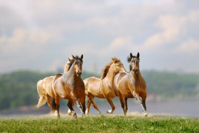 Laufende Pferdegruppe