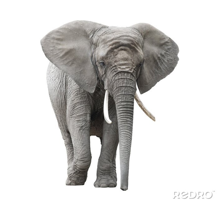 Fototapete laufender Elefant vor einem hellen Hintergrund
