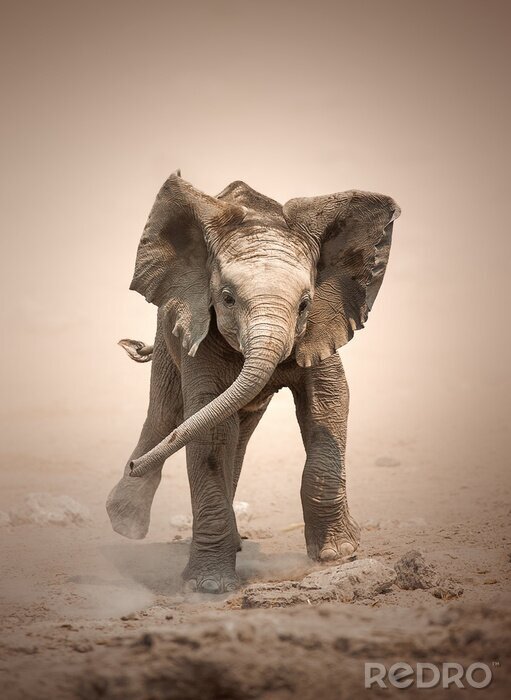 Fototapete Laufender kleiner Elefant