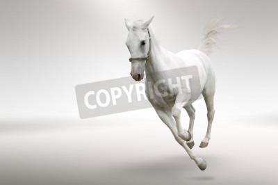 Fototapete Laufendes pferd auf weißem hintergrund