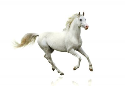 Fototapete Laufendes weißes pferd