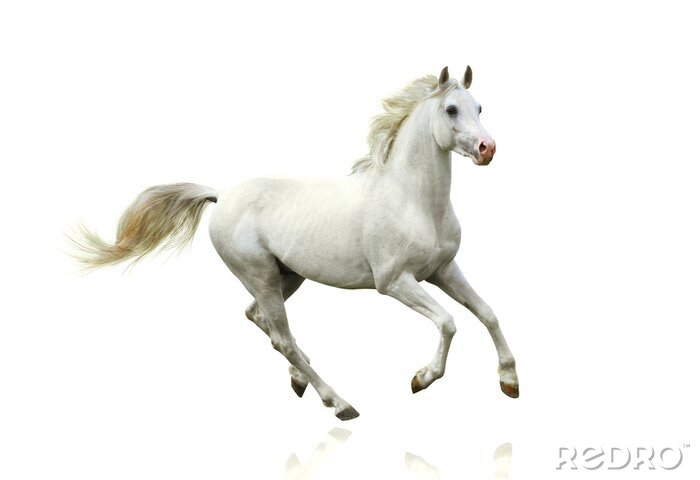 Fototapete Laufendes weißes pferd