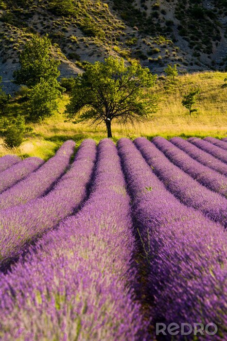 Fototapete Lavendel am Hügel