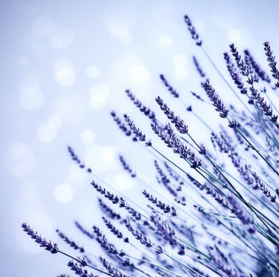 Fototapete Lavendel auf blauem Hintergrund